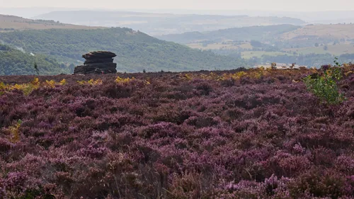 This landscape photograph captures the vibrant purple heather in full bloom across the moorlands of the Longshaw Estate in the Peak District, England, United Kingdom. Taken in the early afternoon during late summer, the image highlights rolling hills stretching into the distance, characteristic of the Peak District. The dramatic gritstone outcrop in the mid-ground stands as a recognizable feature of the area, reflecting the natural beauty and rugged charm typical of the Longshaw Estate. The summer sunlight enhances the colors of the heather, set against the lush greenery of the hills beyond, creating a distinctly English countryside setting.